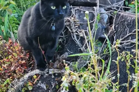 Chat perdu, Anse, photo: Chat égaré, collier noir, Anse