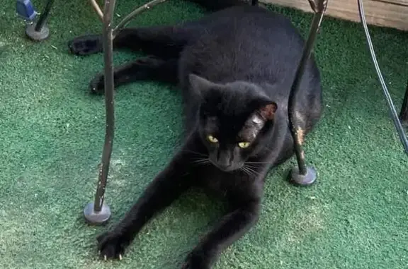Help Find Sebastian: Large Black Cat Lost!