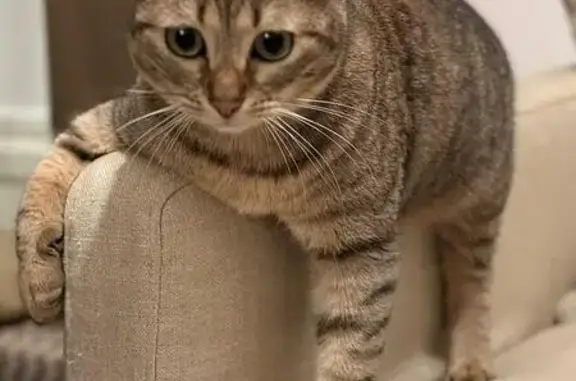 Chat perdu, Villeurbanne, photo: Chatte tigrée perdue à Villeurbanne