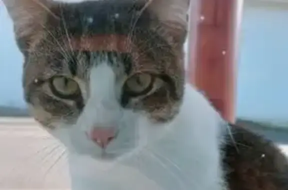 Chat tigré blanc trouvé à Peyrehorade - photo