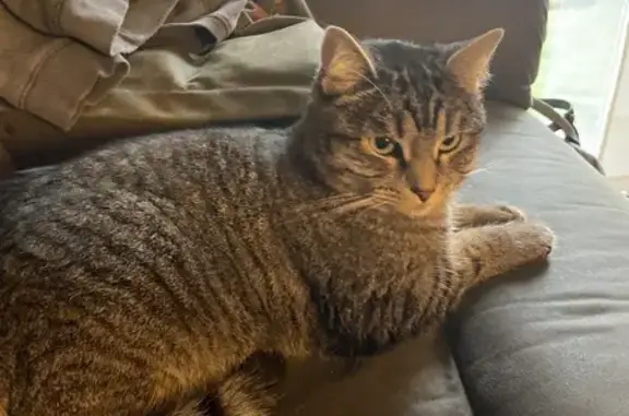 Lost Cat Kaleigh: Chubby Paws - Bonney Lake