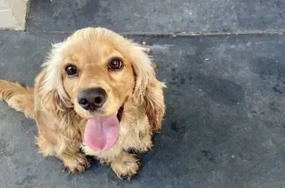 Lost Shy Cocker Spaniel in Ryde - Help Find!