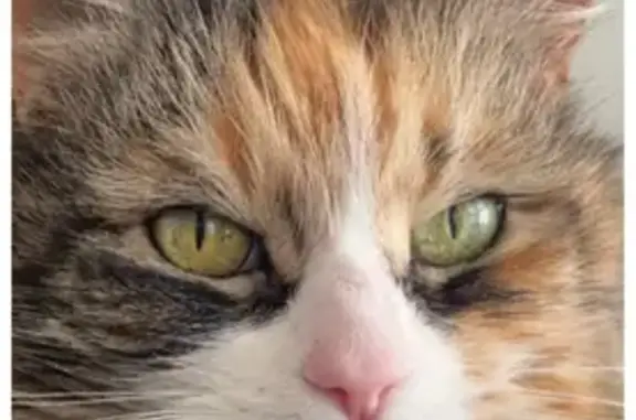 Missing cat , photo: Lost Mancoon Mix Cat - Greenwood Ave, Bethel