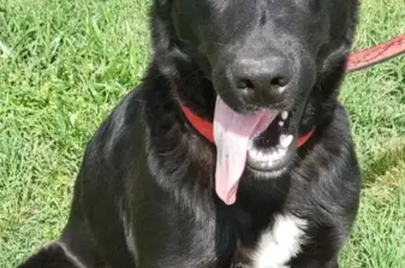 Found: Trained Black Lab Mix in Martin, TN!