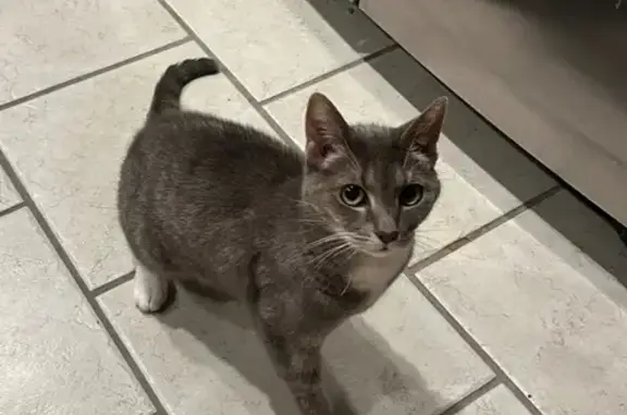 Lost Cat Alert: Grey Striped Female - Ashland