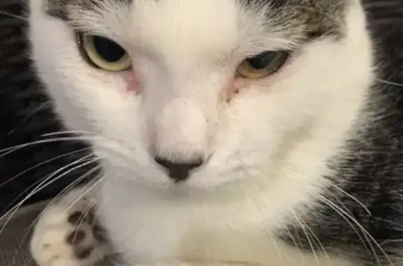 Lost Cat Bibi: White & Grey, Green Eyes - Help!