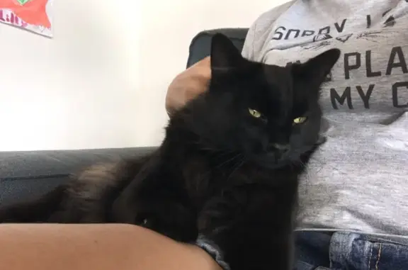 Lost Black Cat: Green Eyes, Grey Belly - Help!