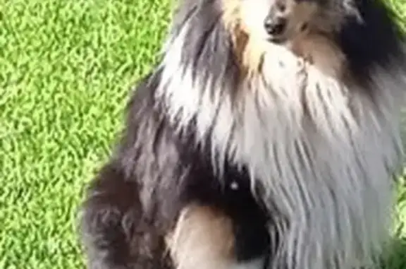 Chien perdu Rezé, photo : Alerte: Chien Shetland Perdu à Rezé