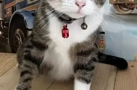 Animaux perdus Besançon, photo: Chatte tigrée perdue à Besançon