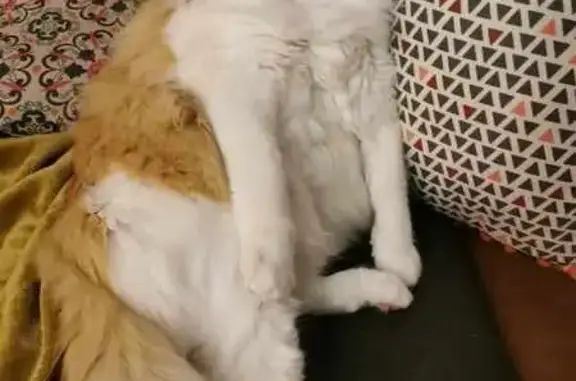 Chat perdu, Aubenas, photo: Chat roux et blanc perdu