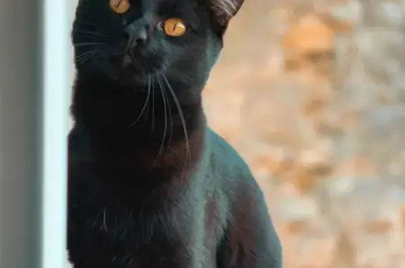 Chat perdu, Épinal, photo: Chat noir perdu - Épinal