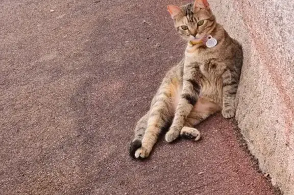 Animaux perdus Châtellerault, photo: Chatte tigrée perdue: collier jaune