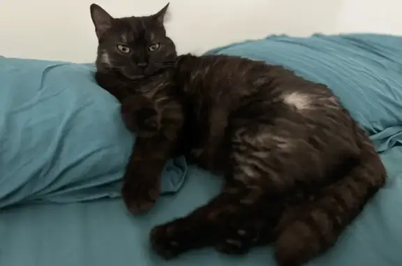 Chat perdu, , photo: Chatte noire disparue à Varesnes
