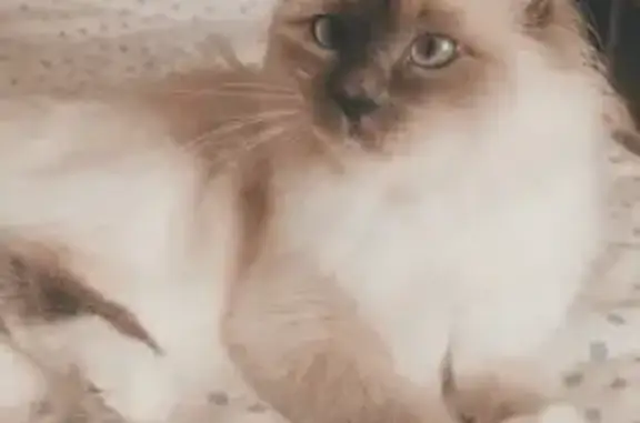 Animaux perdus , photo: Chat Birman perdu le 14/05/24 à Gibles