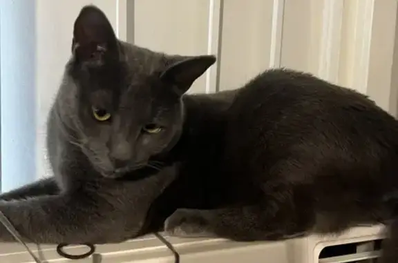 Lost Grey Male Cat 'Smokey' - King St. Logan