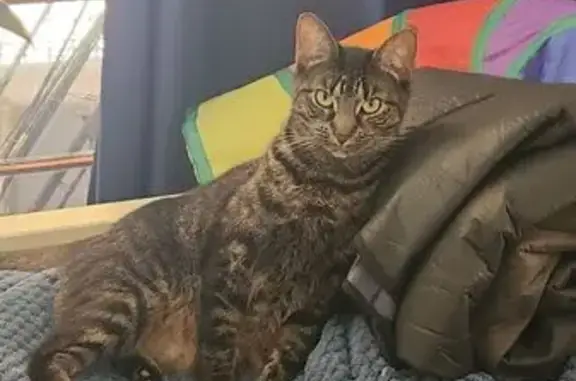 Lost Tabby Cat Near Anzac Hwy...