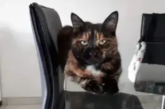 Animaux perdus , photo: Chat écaille disparu à Gorhey