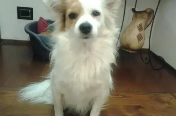 Chien perdu depuis 13 ans à Cluses - photo