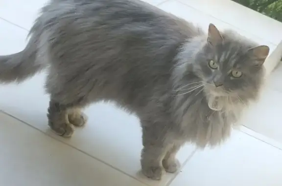 Chat gris à collier QR égaré - photo