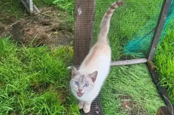 Chat tigré trouvé à Varades - photo