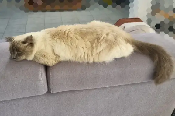Animaux perdus , photo: Chat crème perdu à Ymonville