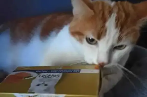 Animaux perdus Lambersart, photo: Chat roux et blanc perdu