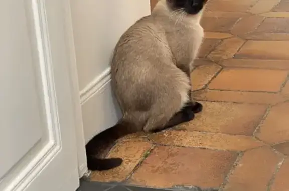 Animaux perdus Limeil-Brévannes, photo: Chat siamois Rio perdu à Limeil