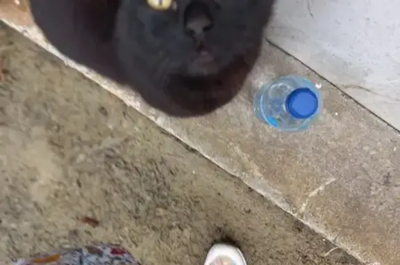 Chat perdu cherche Pauline à Lannion - photo