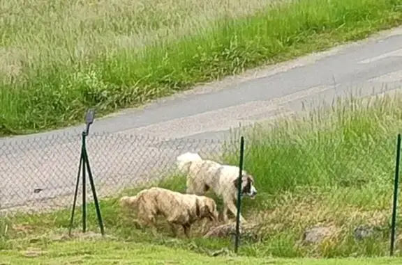 Chien trouvé à Vallières - photo