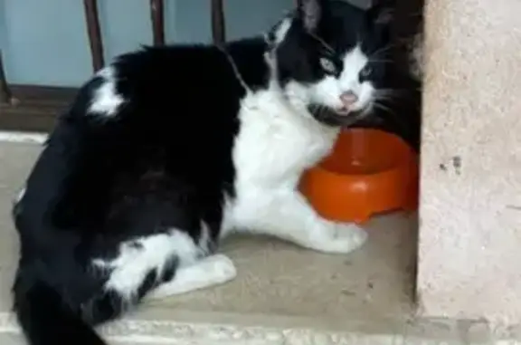 Chat noir et blanc perdu - photo