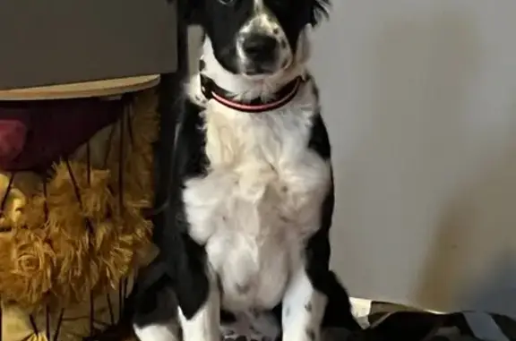 Perdu: Volfy, chiot noir/blanc - photo