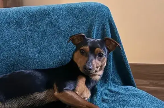 Chien perdu , photo : Pinscher perdu à Hettange