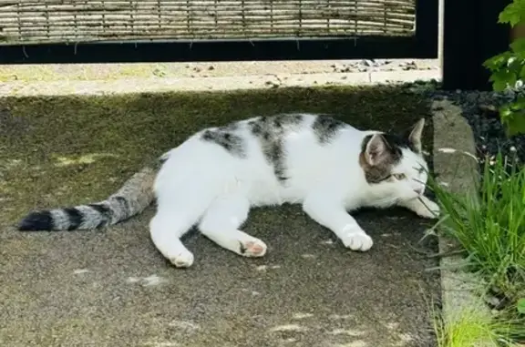 Animaux perdus Metz, photo: Chaton perdu à Metz - Rue J.F. Jeannel