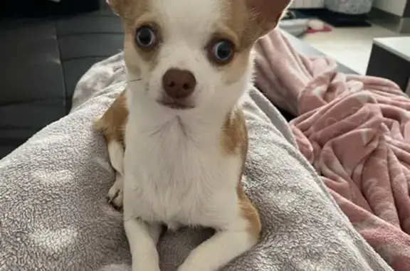 Chien perdu , photo : Chihuahua blanc/marron perdu