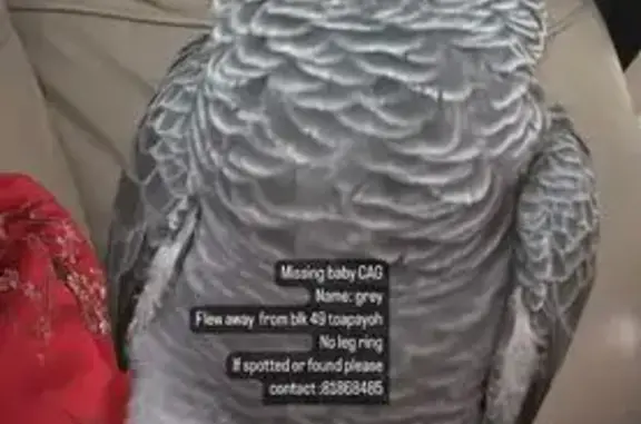 Missing! Baby African Grey Parrot - Toa Payoh