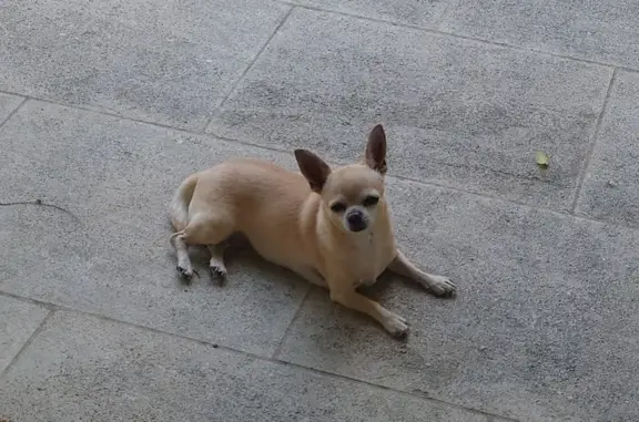 Chihuahua âgée perdue - Beaumettes