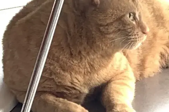 Chat roux sociable trouvé à Beauville - photo