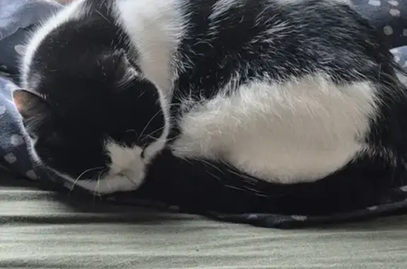 Lost Cat: Newspaper - White & Black, Female!