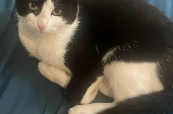 Animaux perdus Mainvilliers, photo: Chat Miel perdu à Mainvilliers