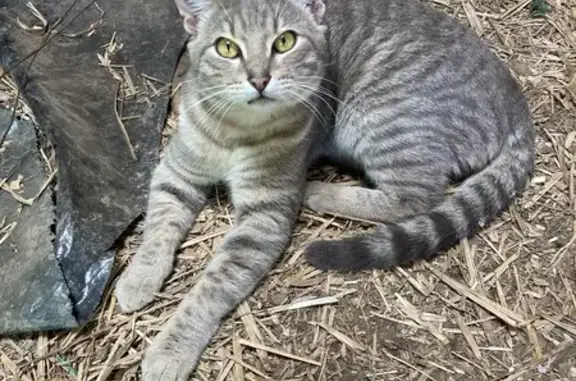 Chat trouvé , photo: Chat mâle retrouvé à Bannalec