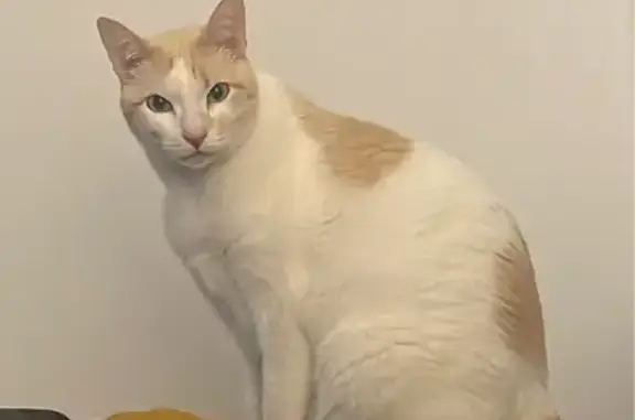 Lost Cat KAMY: White & Orange, Microchipped!