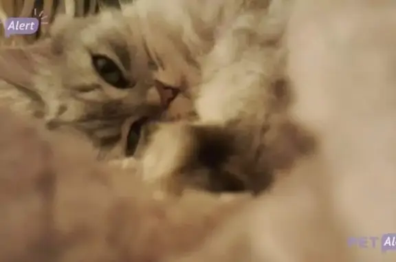 Stella, chat perdu à Aurillac - photo