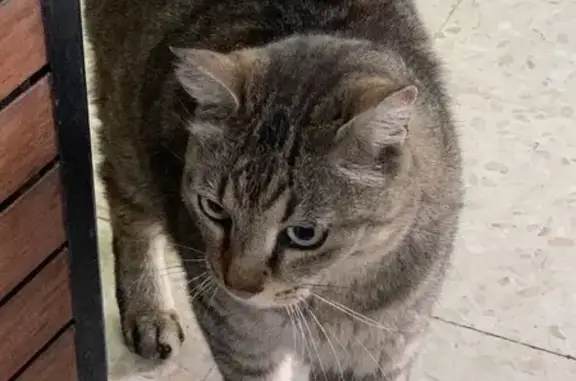 Chatte tigrée trouvée à Avignon - photo