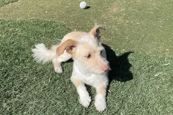 Lost Puppy: Cream Female, 8-9 Mos - Help Find Her!