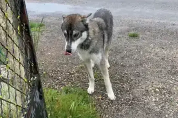 Husky perdu à Lorcy le 21 Août - photo