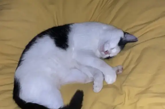 Chat perdu à Thyez - Répond au nom - photo