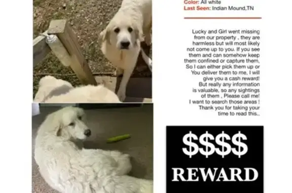 Lost Great Pyrenees Pair in Indian Mound, TN