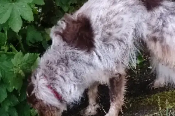 Chien perdu près de Colbert 8h - photo