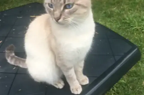 Chat blanc aux yeux bleus perdu - photo