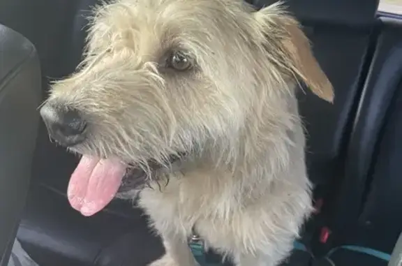 Found Male Dog Near Modoc Dr, Harker Heights!